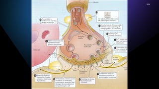 Comprehensive Overview of Synaptic Transmission Mechanisms and ...