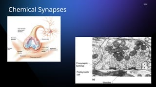 Comprehensive Overview of Synaptic Transmission Mechanisms and ...
