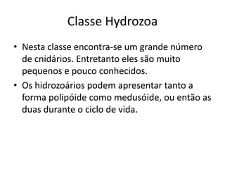 Classe Hydrozoa
• Nesta classe encontra-se um grande número
de cnidários. Entretanto eles são muito
pequenos e pouco conhecidos.
• Os hidrozoários podem apresentar tanto a
forma polipóide como medusóide, ou então as
duas durante o ciclo de vida.
 