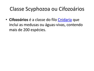 Classe Scyphozoa ou Cifozoários
• Cifozoários é a classe do filo Cnidaria que
inclui as medusas ou águas-vivas, contendo
mais de 200 espécies.
 