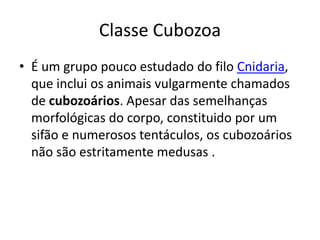 Classe Cubozoa
• É um grupo pouco estudado do filo Cnidaria,
que inclui os animais vulgarmente chamados
de cubozoários. Apesar das semelhanças
morfológicas do corpo, constituido por um
sifão e numerosos tentáculos, os cubozoários
não são estritamente medusas .
 