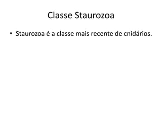 Classe Staurozoa
• Staurozoa é a classe mais recente de cnidários.
 