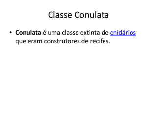 Classe Conulata
• Conulata é uma classe extinta de cnidários
que eram construtores de recifes.
 