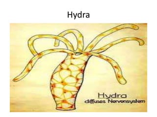 Hydra
 