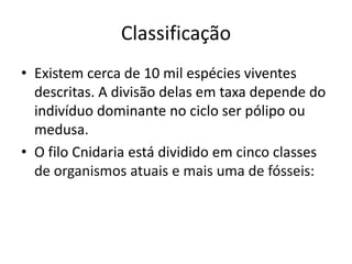 Classificação
• Existem cerca de 10 mil espécies viventes
descritas. A divisão delas em taxa depende do
indivíduo dominante no ciclo ser pólipo ou
medusa.
• O filo Cnidaria está dividido em cinco classes
de organismos atuais e mais uma de fósseis:
 
