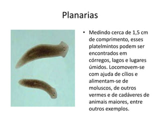 Planarias
• Medindo cerca de 1,5 cm
de comprimento, esses
platelmintos podem ser
encontrados em
córregos, lagos e lugares
úmidos. Locomovem-se
com ajuda de cílios e
alimentam-se de
moluscos, de outros
vermes e de cadáveres de
animais maiores, entre
outros exemplos.
 