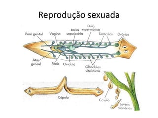 Reprodução sexuada
 