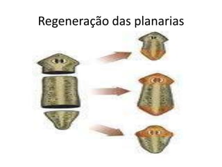 Regeneração das planarias
 