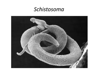 Schistosoma
 