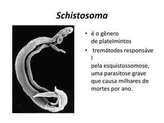 Schistosoma
• é o gênero
de platelmintos
• tremátodes responsáve
l
pela esquistossomose,
uma parasitose grave
que causa milhares de
mortes por ano.
 
