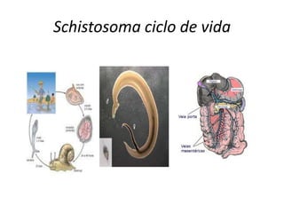 Schistosoma ciclo de vida
 