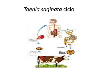 Taenia saginata ciclo
 