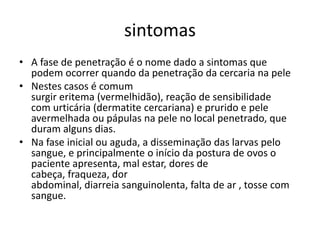 sintomas
• A fase de penetração é o nome dado a sintomas que
podem ocorrer quando da penetração da cercaria na pele
• Nestes casos é comum
surgir eritema (vermelhidão), reação de sensibilidade
com urticária (dermatite cercariana) e prurido e pele
avermelhada ou pápulas na pele no local penetrado, que
duram alguns dias.
• Na fase inicial ou aguda, a disseminação das larvas pelo
sangue, e principalmente o início da postura de ovos o
paciente apresenta, mal estar, dores de
cabeça, fraqueza, dor
abdominal, diarreia sanguinolenta, falta de ar , tosse com
sangue.
 