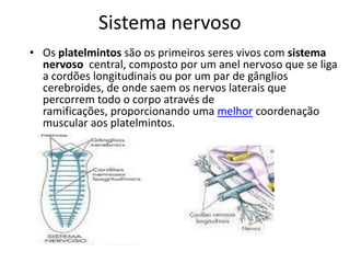 Sistema nervoso
• Os platelmintos são os primeiros seres vivos com sistema
nervoso central, composto por um anel nervoso que se liga
a cordões longitudinais ou por um par de gânglios
cerebroides, de onde saem os nervos laterais que
percorrem todo o corpo através de
ramificações, proporcionando uma melhor coordenação
muscular aos platelmintos.
 