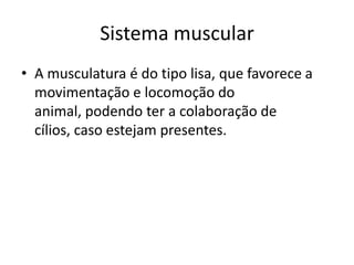 Sistema muscular
• A musculatura é do tipo lisa, que favorece a
movimentação e locomoção do
animal, podendo ter a colaboração de
cílios, caso estejam presentes.
 