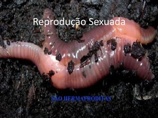 Reprodução Sexuada
 