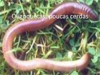 Oligoquetas: poucas cerdas
 