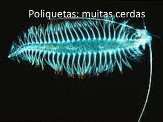 Poliquetas: muitas cerdas
 