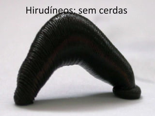 Hirudíneos: sem cerdas
 