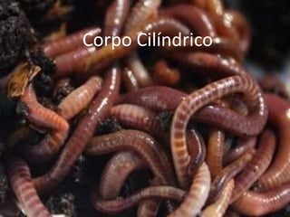 Corpo Cilíndrico
 