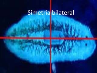 Simetria bilateral
 