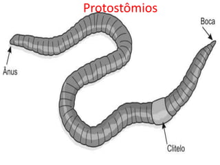 Protostômios
 