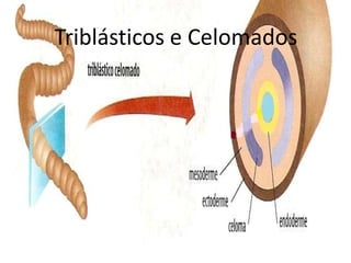 Triblásticos e Celomados
 