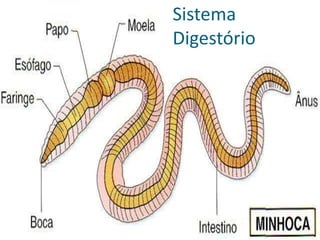 Sistema
Digestório
 