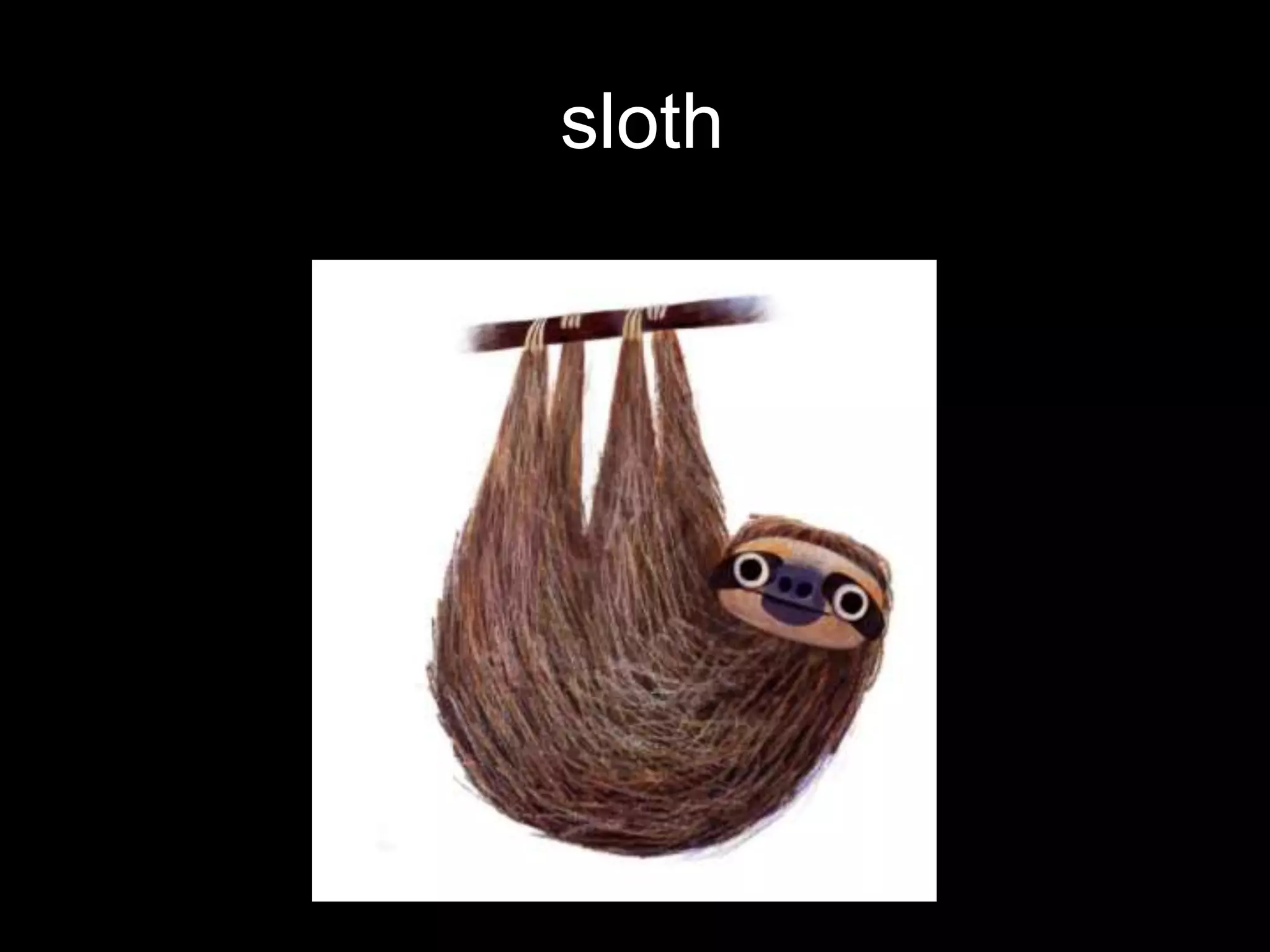 sloth
 