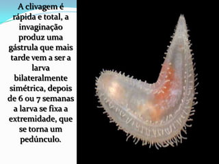A clivagem é
rápida e total, a
invaginação
produz uma
gástrula que mais
tarde vem a ser a
larva
bilateralmente
simétrica, depois
de 6 ou 7 semanas
a larva se fixa a
extremidade, que
se torna um
pedúnculo.
 