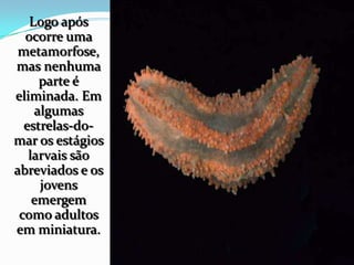 Logo após
ocorre uma
metamorfose,
mas nenhuma
parte é
eliminada. Em
algumas
estrelas-do-
mar os estágios
larvais são
abreviados e os
jovens
emergem
como adultos
em miniatura.
 