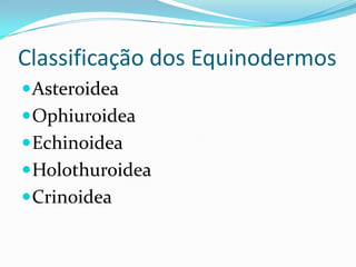 Classificação dos Equinodermos
Asteroidea
Ophiuroidea
Echinoidea
Holothuroidea
Crinoidea
 