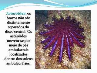 Asteroidea: os
braços não são
distintamente
separados do
disco central. Os
asteróides
movem-se por
meio de pés
ambulacrais
localizados
dentro dos sulcos
ambulacrários.
 