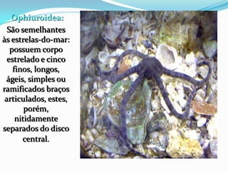 Ophiuroidea:
São semelhantes
às estrelas-do-mar:
possuem corpo
estrelado e cinco
finos, longos,
ágeis, simples ou
ramificados braços
articulados, estes,
porém,
nitidamente
separados do disco
central.
 