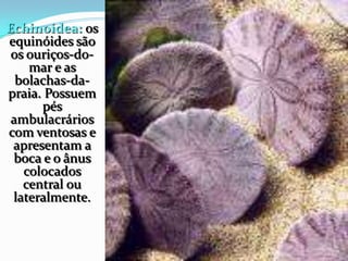 Echinoidea: os
equinóides são
os ouriços-do-
mar e as
bolachas-da-
praia. Possuem
pés
ambulacrários
com ventosas e
apresentam a
boca e o ânus
colocados
central ou
lateralmente.
 