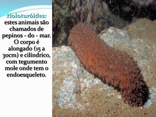 Holoturóides:
estes animais são
chamados de
pepinos - do - mar.
O corpo é
alongado (15 a
30cm) e cilíndrico,
com tegumento
mole onde tem o
endoesqueleto.
 
