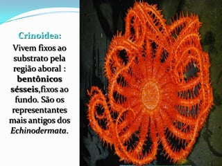 Crinoidea:
Vivem fixos ao
substrato pela
região aboral :
bentônicos
sésseis,fixos ao
fundo. São os
representantes
mais antigos dos
Echinodermata.
 