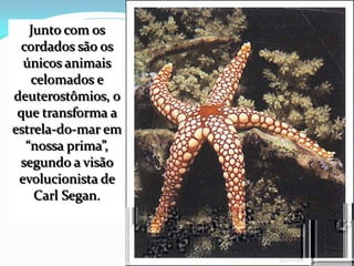 Junto com os
cordados são os
únicos animais
celomados e
deuterostômios, o
que transforma a
estrela-do-mar em
“nossa prima”,
segundo a visão
evolucionista de
Carl Segan.
 