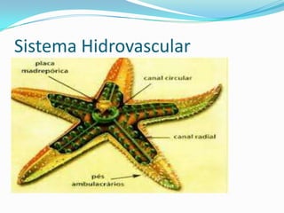 Sistema Hidrovascular
 