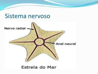 Sistema nervoso
 