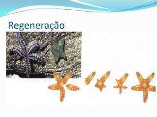 Regeneração
 