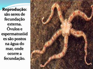 Reprodução:
são seres de
fecundação
externa.
Óvulos e
espermatozóid
es são postos
na água do
mar, onde
ocorre a
fecundação.
 
