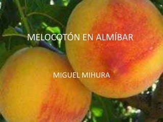 MELOCOTÓN EN ALMÍBAR MIGUEL MIHURA 
