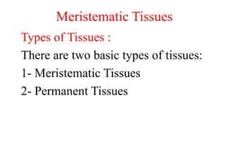 Meristematic Tissues
Types of Tissues :
There are two basic types of tissues:
1- Meristematic Tissues
2- Permanent Tissues
 