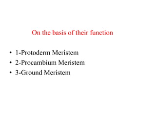 On the basis of their function
• 1-Protoderm Meristem
• 2-Procambium Meristem
• 3-Ground Meristem
 