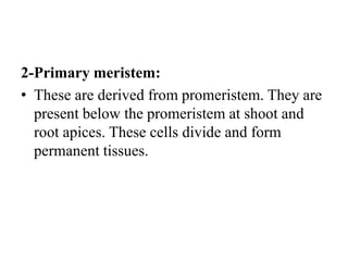 2-Primary meristem:
• These are derived from promeristem. They are
present below the promeristem at shoot and
root apices. These cells divide and form
permanent tissues.
 