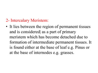 2- Intercalary Meristem:
• It lies between the region of permanent tissues
and is considered| as a part of primary
meristem which has become detached due to
formation of intermediate permanent tissues. It
is found either at the base of leaf e.g. Pinus or
at the base of internodes e.g. grasses.
 