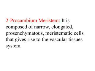 2-Procambium Meristem: It is
composed of narrow, elongated,
prosenchymatous, meristematic cells
that gives rise to the vascular tissues
system.
 