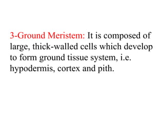 3-Ground Meristem: It is composed of
large, thick-walled cells which develop
to form ground tissue system, i.e.
hypodermis, cortex and pith.
 