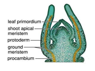 2a-Meristematic Tissues.pptx